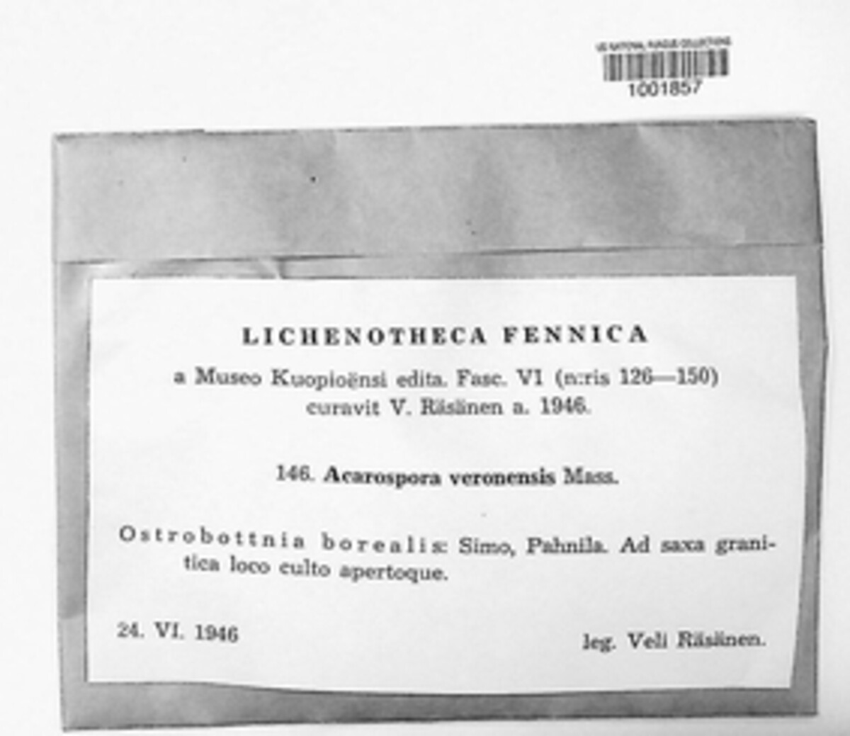 Acarospora veronensis image
